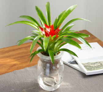 宁波江北植物出租方案大揭秘，打造独特绿色空间